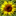 sunflowers16